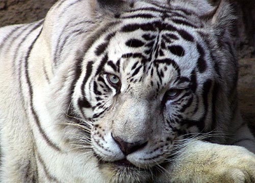  white tiger is more beautiful with it's pure white and black colors 