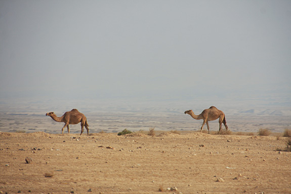 camels in the desert